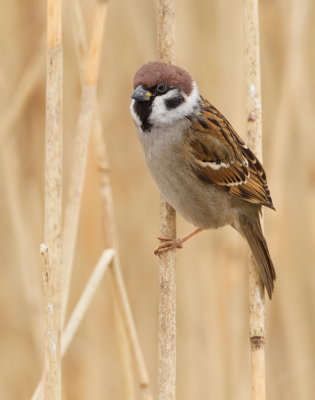 Treesparrow / Ringmus