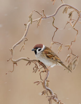 Treesparrow / Ringmus