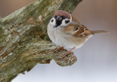 Treesparrow / Ringmus