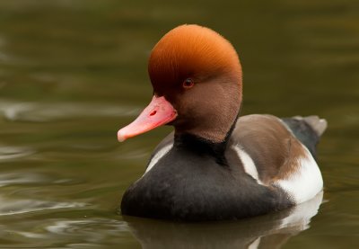Red-crested Pochard / Krooneend