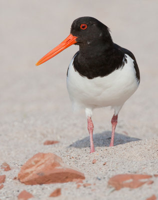 Oystercatcher / Scholekster