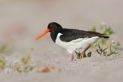 Oystercatcher / Scholekster