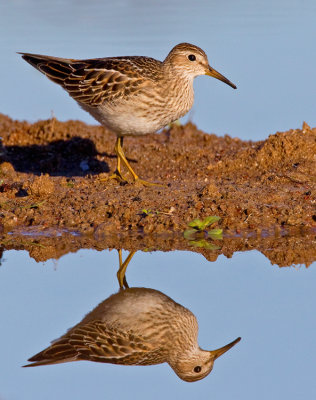 Pectoral sandpiper / Gestreepte strandloper