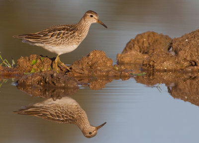 Pectoral sandpiper / Gestreepte strandloper