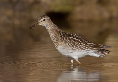 Pectoral sandpiper / Gestreepte strandloper