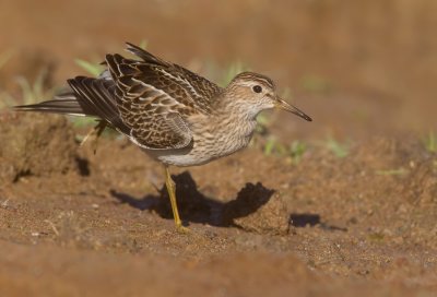 Pectoral sandpiper / Gestreepte strandloper