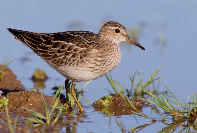 Pectoral sandpiper / Gestreepte strandloper