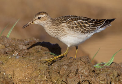Pectoral sandpiper / Gestreepte strandloper