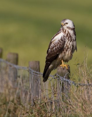 Buzzard / Buizerd