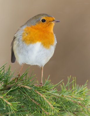 Robin / Roodborstje