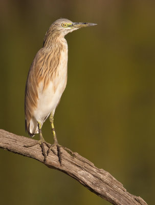 Squacco Heron / Ralreiger