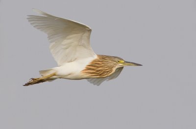 Squacco Heron / Ralreiger