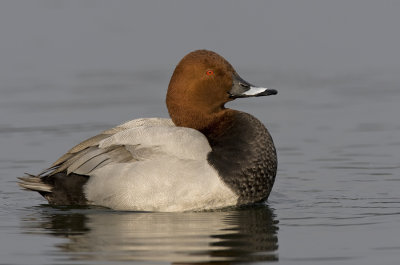Pochard / Tafeleend