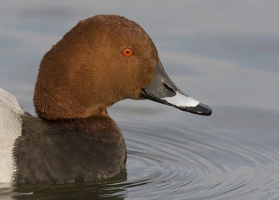 Pochard / Tafeleend