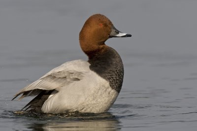 Pochard / Tafeleend