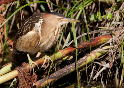 Little Bittern / Woudaap