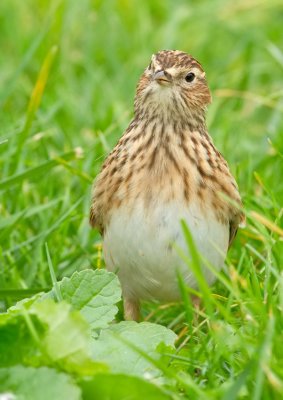 Sky lark / Veldleeuwrik