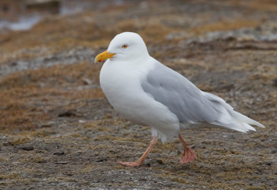 Glaucous Gull / Grote burgemeester