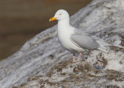 Glaucous Gull / Grote burgemeester