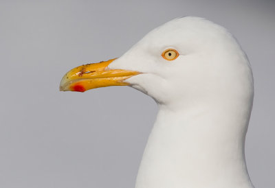 Glaucous Gull / Grote burgemeester