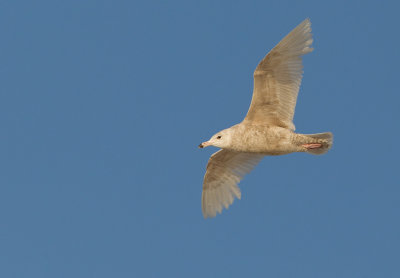 Glaucous Gull / Grote burgemeester