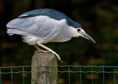 Black-crowned night-heron / Kwak