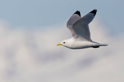 Kittiwake / Drieteenmeeuw