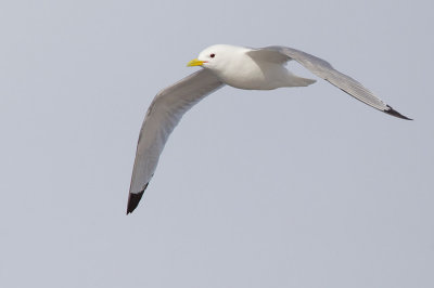 Kittiwake / Drieteenmeeuw