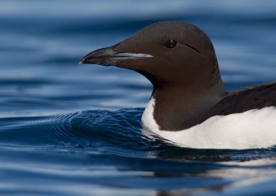 Brünnich's Guillemot / Kortbekzeekoet