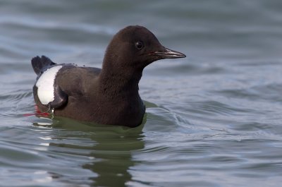 Black guillemot / Zwarte zeekoet