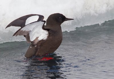 Black guillemot / Zwarte zeekoet