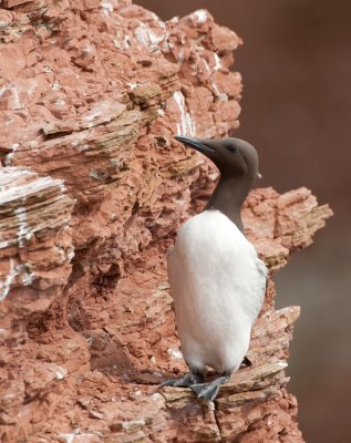 Guillemot / Zeekoet