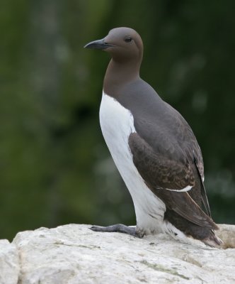 Guillemot / Zeekoet