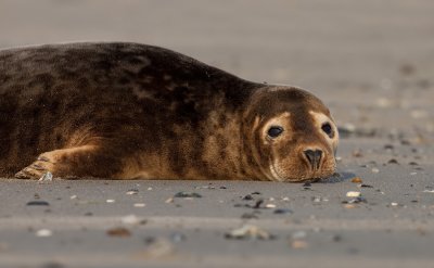 Grey seal / Grijze zeehond