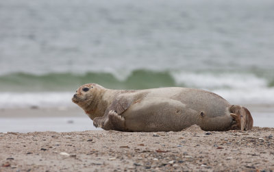 Common seal / Gewone zeehond