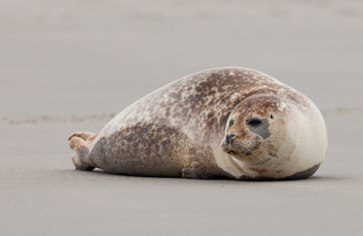 Common seal / Gewone zeehond