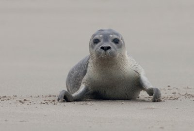 Common seal / Gewone zeehond