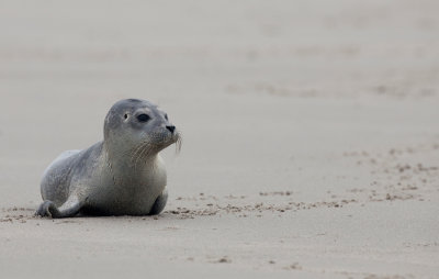 Common seal / Gewone zeehond