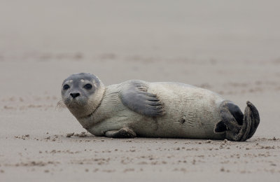 Common seal / Gewone zeehond