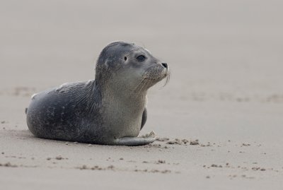 Common seal / Gewone zeehond