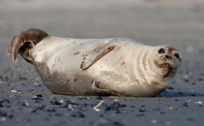 Common seal / Gewone zeehond