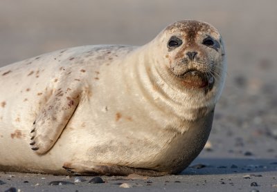 Common seal / Gewone zeehond