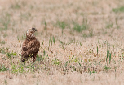 Long-legged buzzard / Arendbuizerd