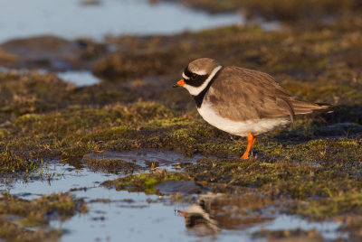 Ringed Plover / Bontbekplevier