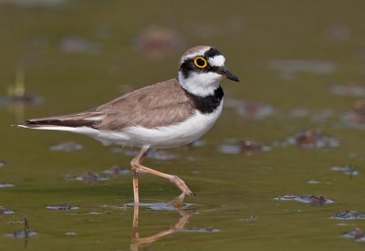 Little Ringed Plover / Kleine plevier