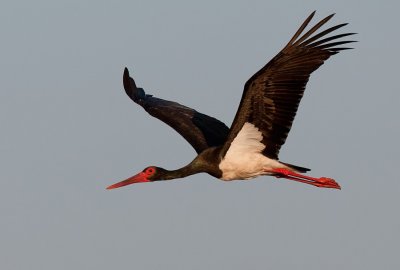 Black Stork / Zwarte ooievaar