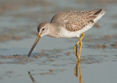 Short-billed dowitcher / Kleine grijze snip