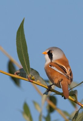 Bearded tit / Baardmannetje