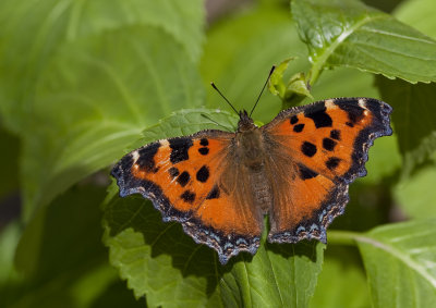 Yellow-legged tortoiseshell / Oostelijke vos