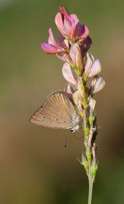 Piedmont Anomalous Blue / Aosta Esparcette blauwtje